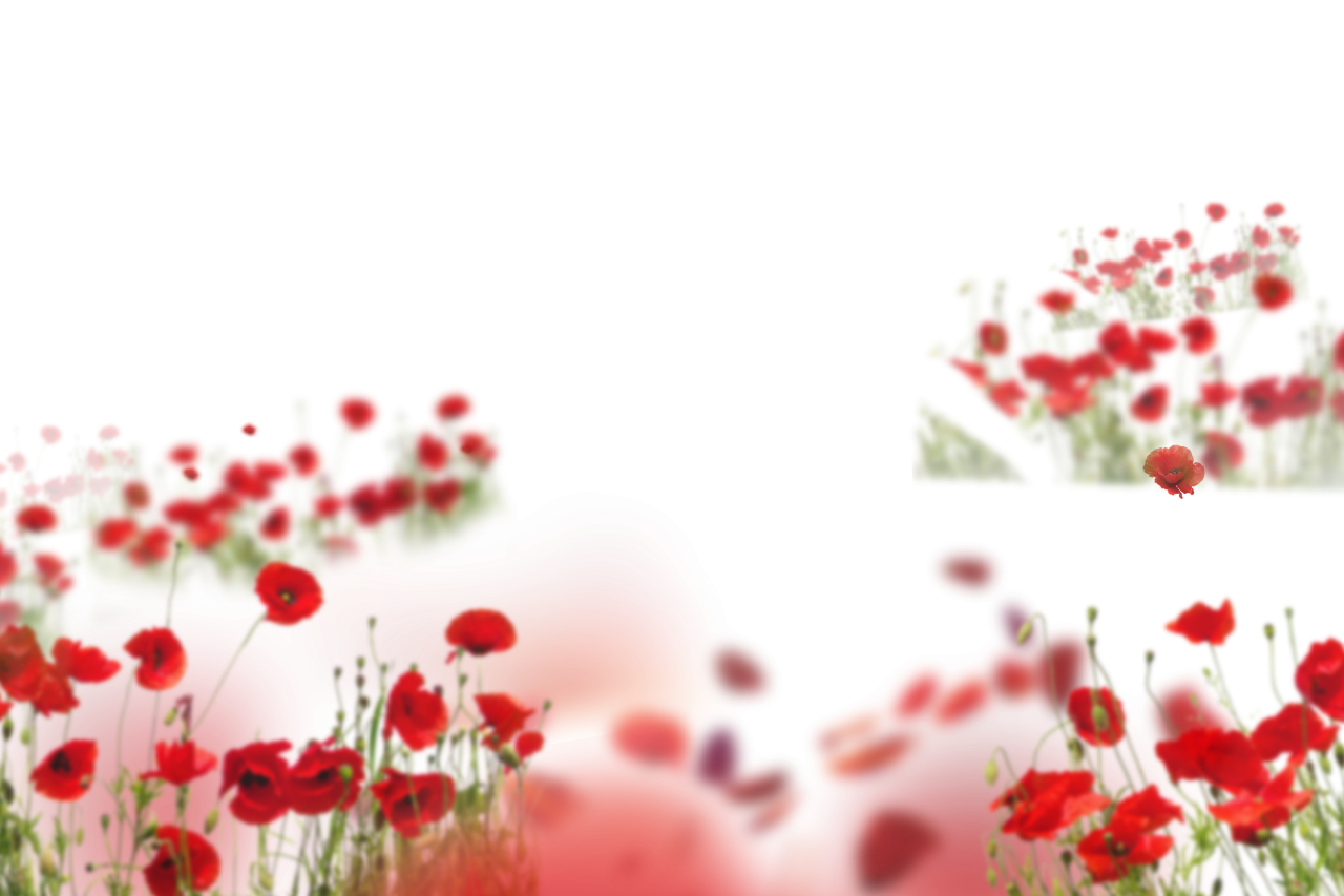  Wild poppies, Overlay, PNG, Clipart, Isolated, White Background, Frame, Flowers, red, poppies, design