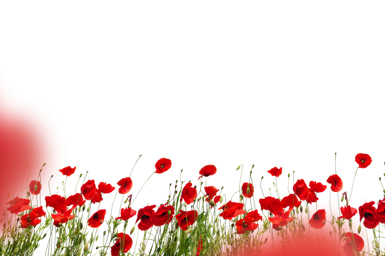  Wild poppies, Overlay, PNG, Clipart, Isolated, White Background, Frame, Flowers, red, poppies, design