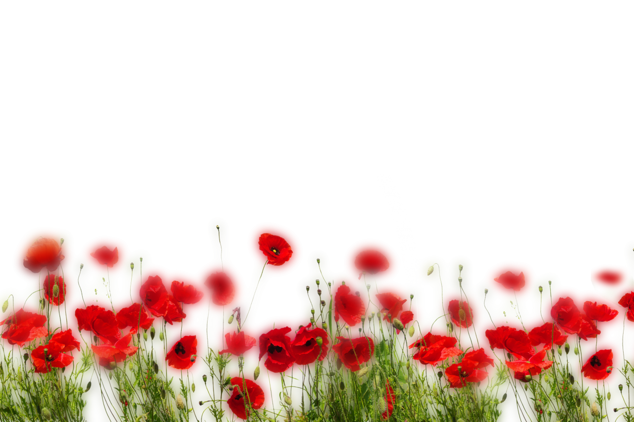  Wild poppies, Overlay, PNG, Clipart, Isolated, White Background, Frame, Flowers, red, poppies, design