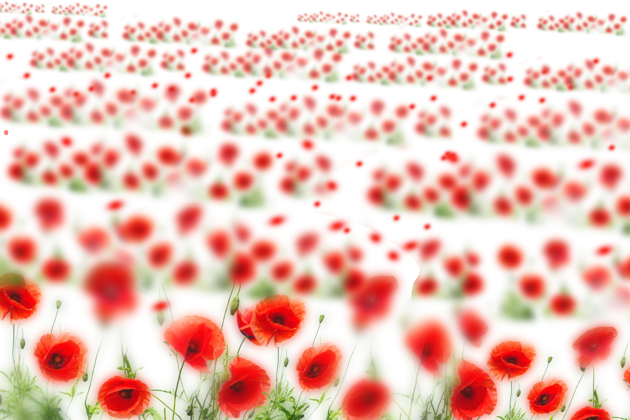  Wild poppies, Overlay, PNG, Clipart, Isolated, White Background, Frame, Flowers, red, poppies, design