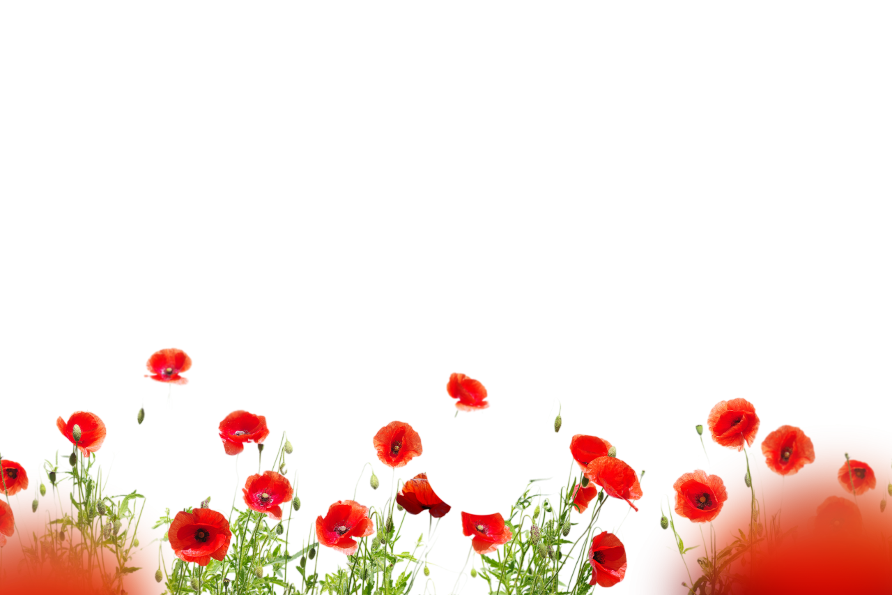  Wild poppies, Overlay, PNG, Clipart, Isolated, White Background, Frame, Flowers, red, poppies, design