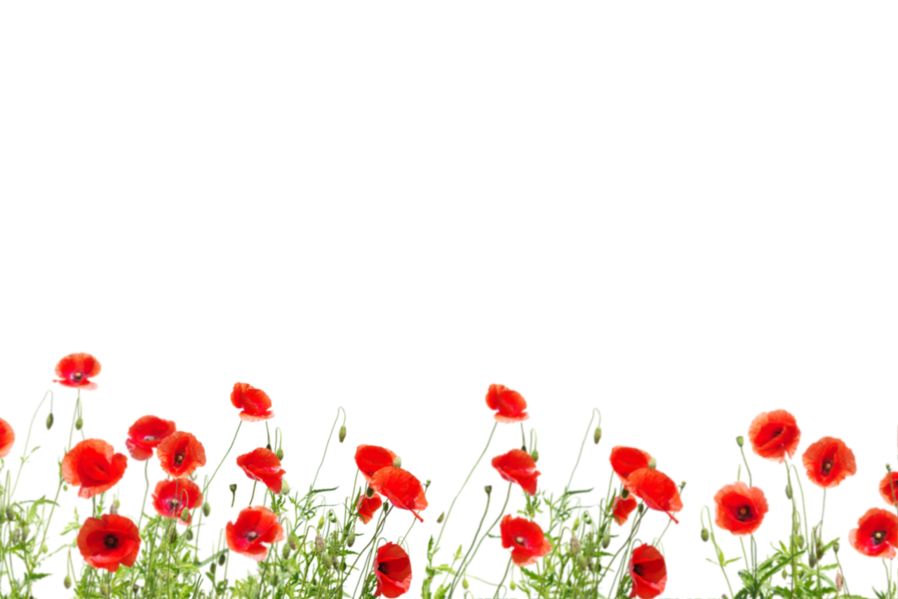  Wild poppies, Overlay, PNG, Clipart, Isolated, White Background, Frame, Flowers, red, poppies, design