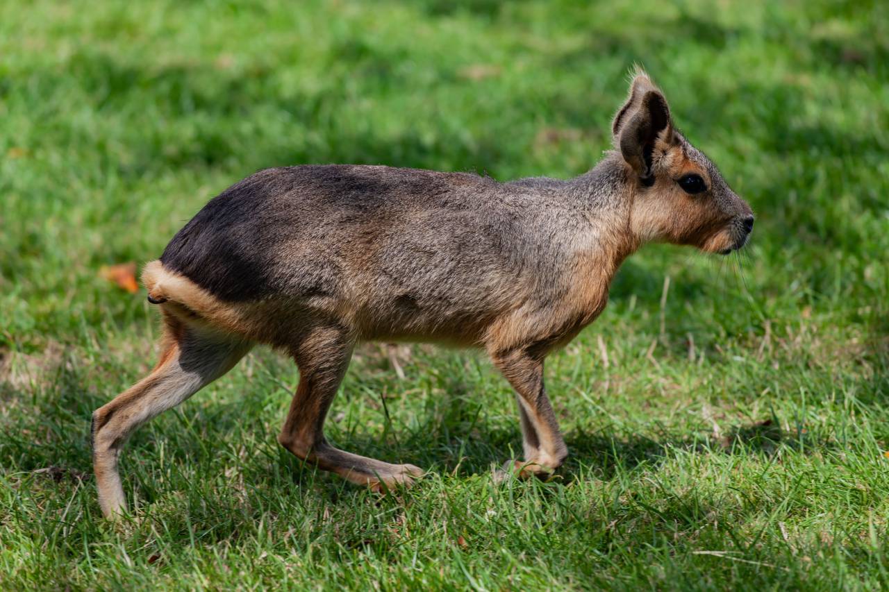 roedor, naturaleza, mamífero, vida silvestre, mara, animal, argentina, marrón, salvaje, piel, patagonia, lindo, patagónico, desierto, dolichotis patagonum, mara patagónica, exótico,