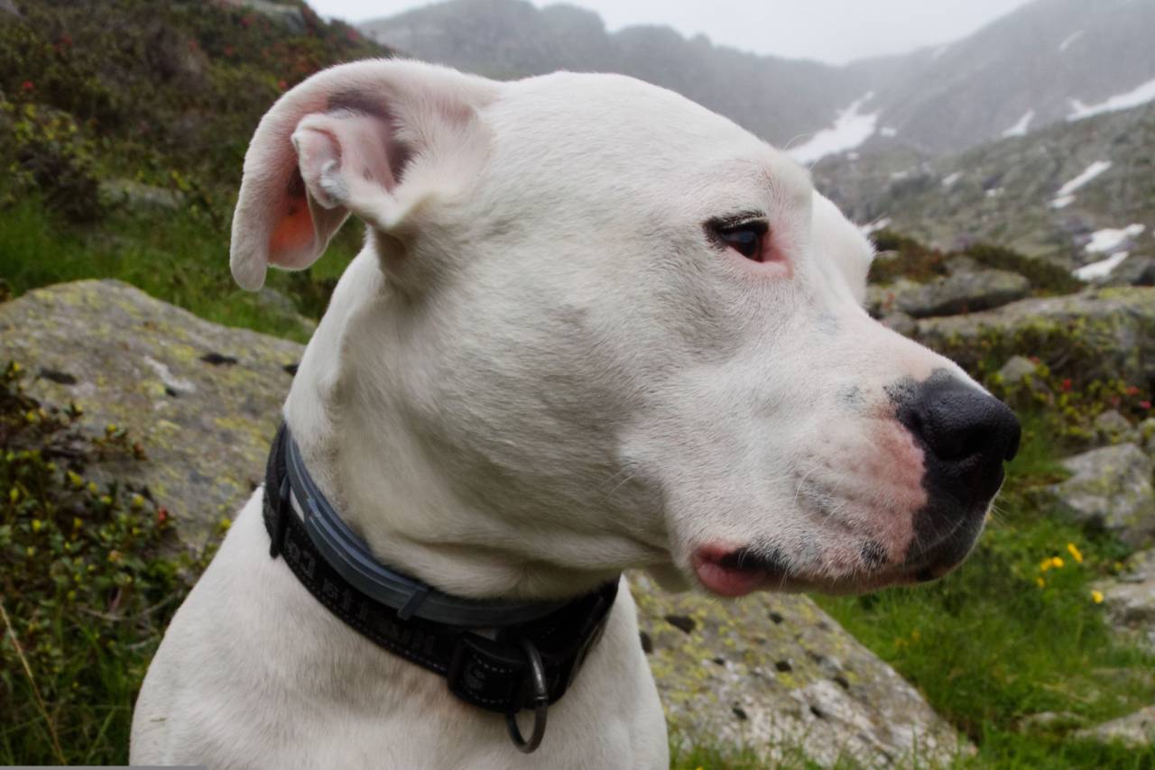 animal, pet, dog, portrait, purebred, cute, pedigree, domestic, canine, dogo, white, muscular, dogo argentino, argentino, argentine, outdoors, white dog, 