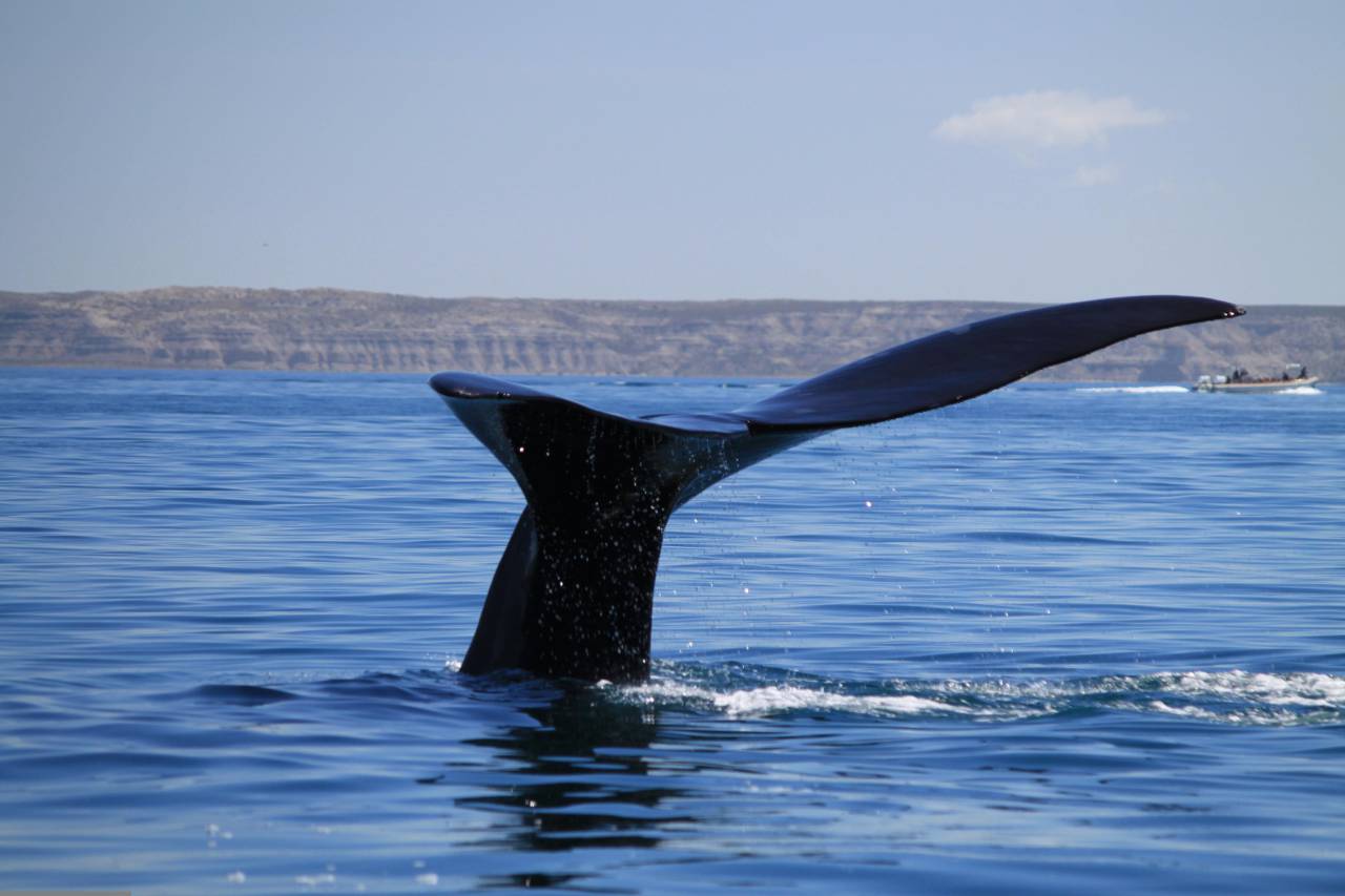 ocean, tail, patagonia, wildlife, argentina, water, underwater, chubut, nature, giant, marine, whale, peninsula valdes, world heritage, touristic destination, eubalaena australis, nature reserve, south american, atlantic ocean, patagonian wildlife, valdes peninsula, latin america, Puerto Madryn, 