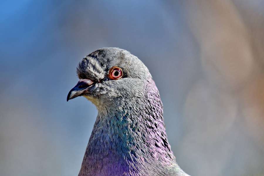 animal, beak, close-up, colorful, eye 