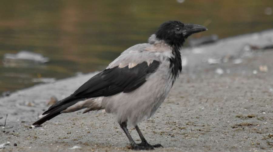 black and white, black bird, crow, beak 