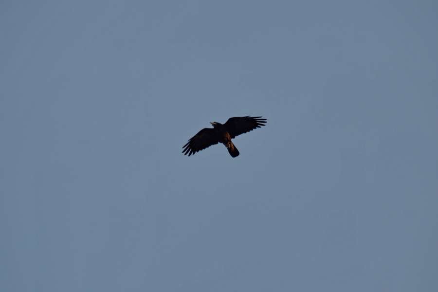 blue sky, crow, flying, flyover, overflight 