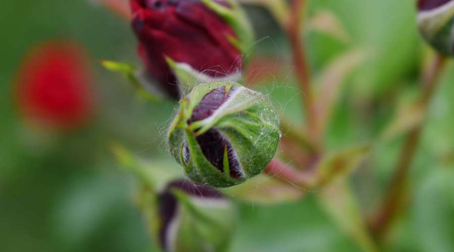 bud, ?nature?, leaf, plant, garden, flower 