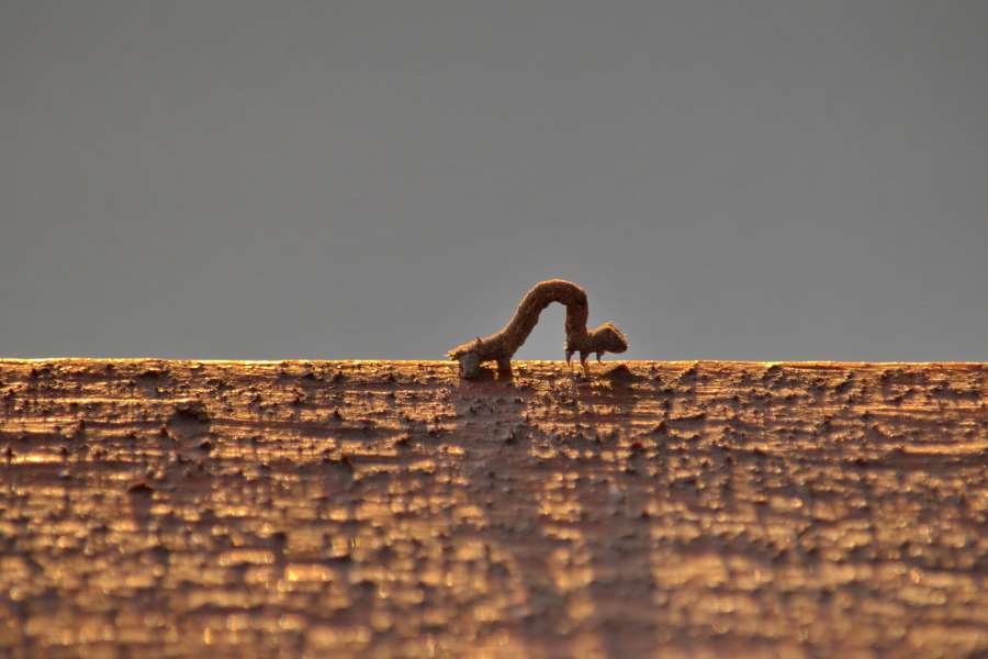 crawl, dusk, insect, larva, movement, ?nature? 