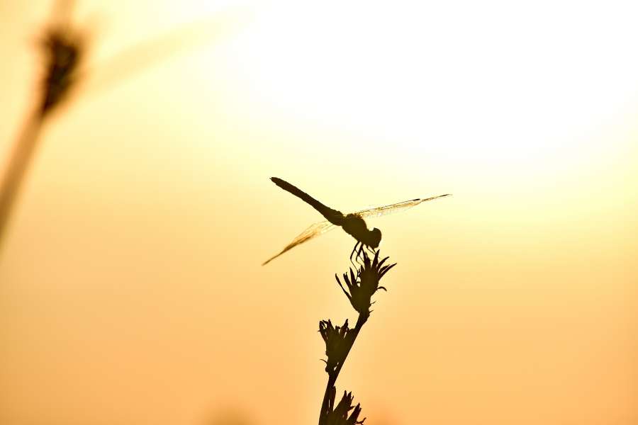 libélula, crisopa, sombra, silueta