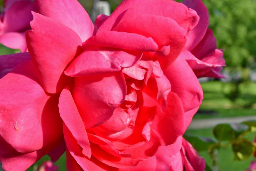 details, ecology, petals, pink, rose, plant 