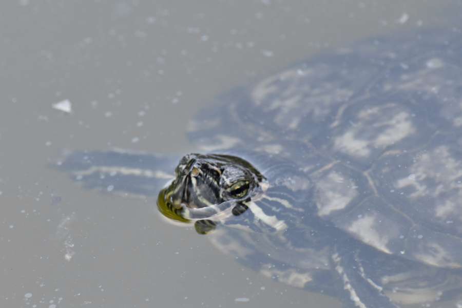endangered species, endemic, turtle 