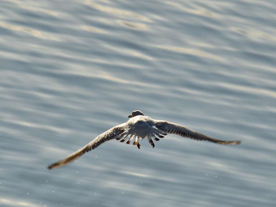 rápido, vuelo, movimiento, alas, gaviotas