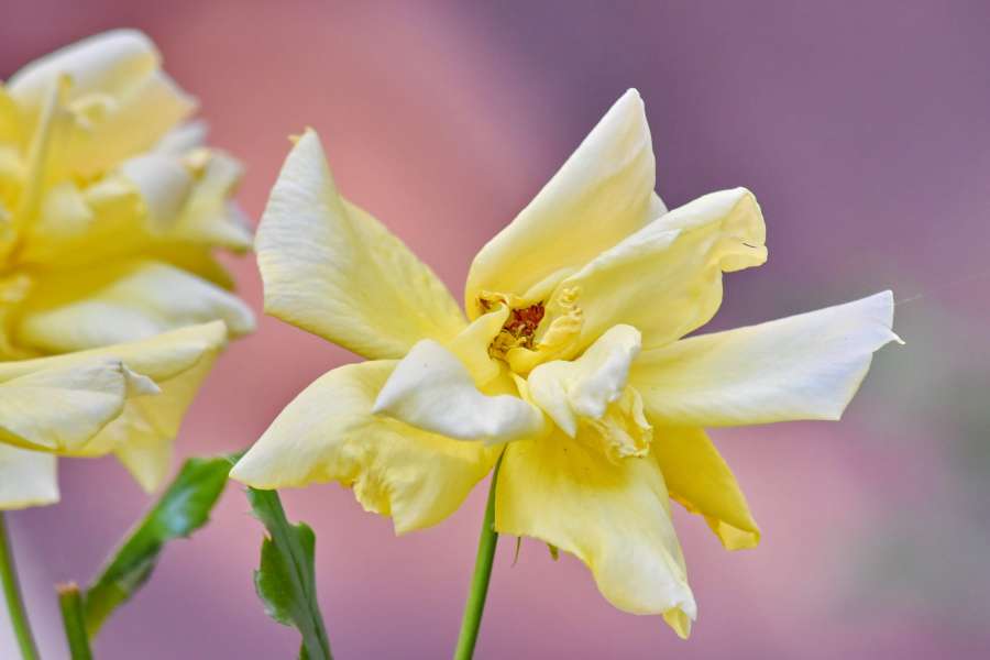 blurry, flower garden, focus, blossom 