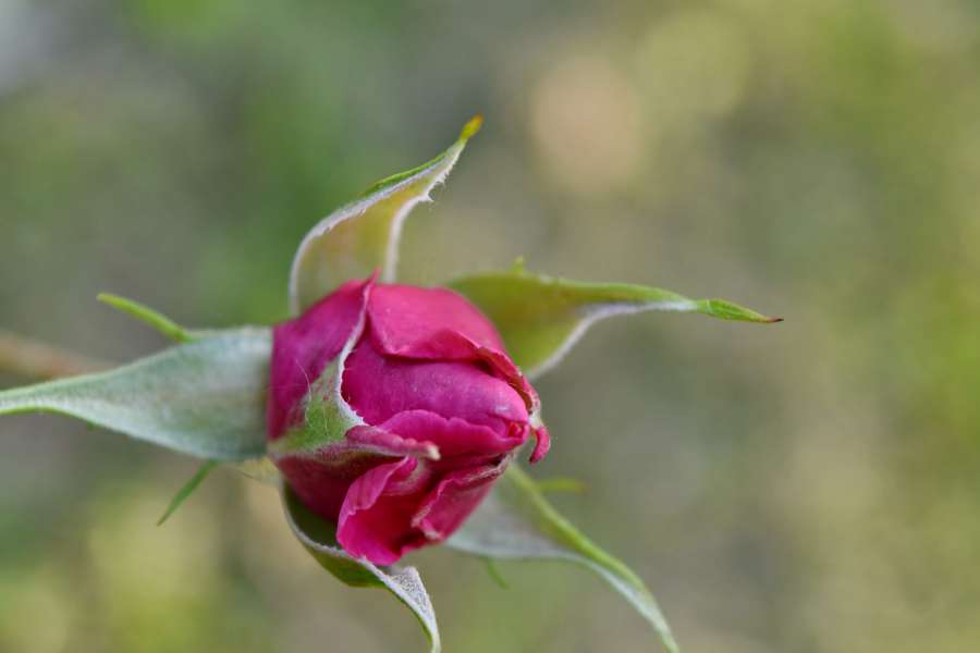 flower bud, flower garden, flower, bud 