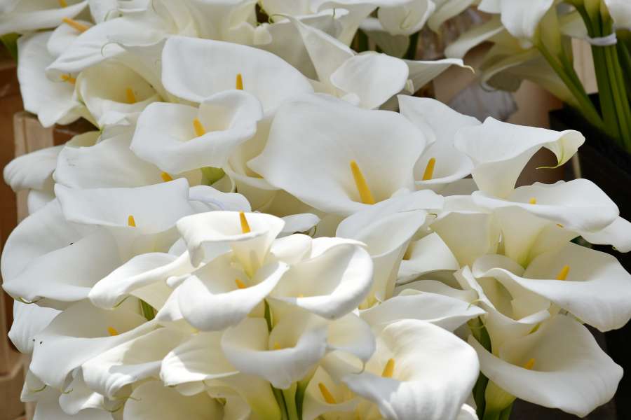 elegancia, fragancia, flor blanca, naturaleza, cala
