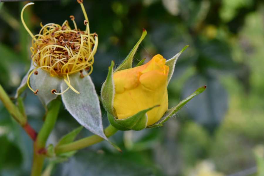 beautiful flowers, yellow, ?nature?, bud 