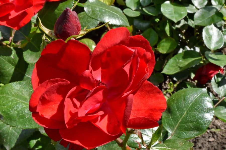 beautiful flowers, red, roses, garden, leaf 