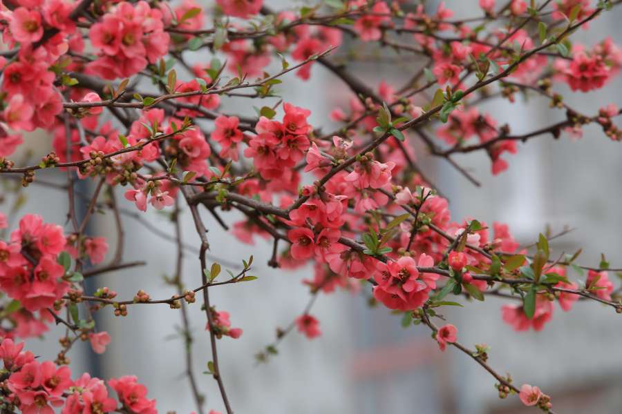 flowers, pinkish, branches, twig, spring 
