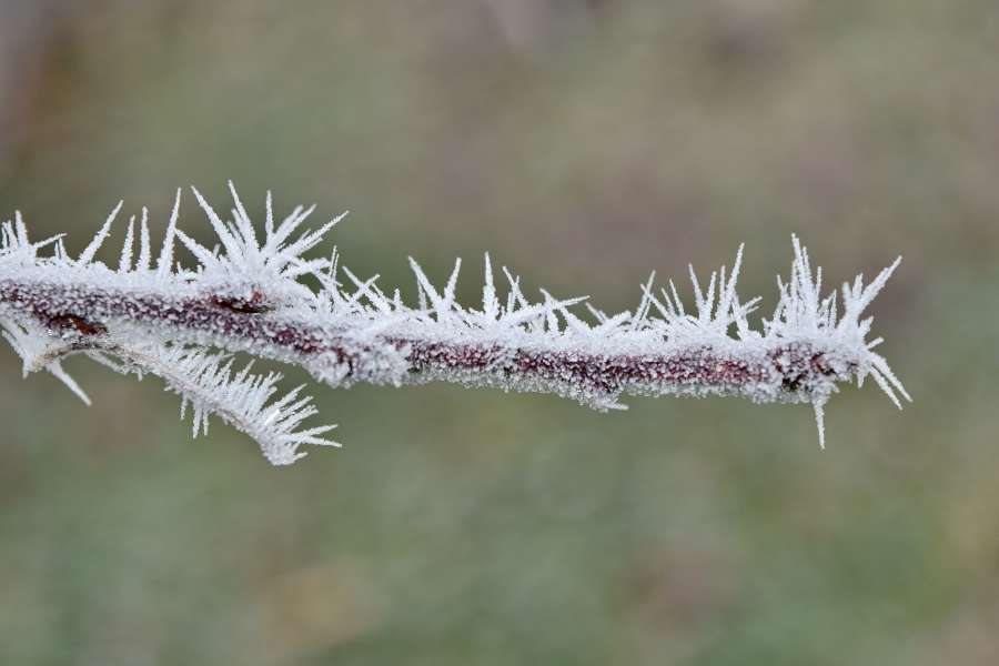 branch, close-up, frost, frozen, ice crystal 