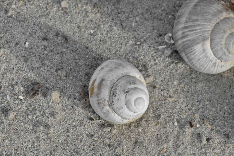playa, arena, gasterópodos, moluscos