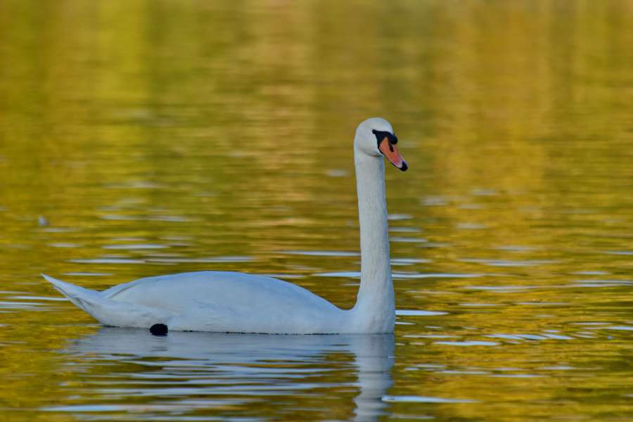 golden glow, reflection, swan, water, bird 