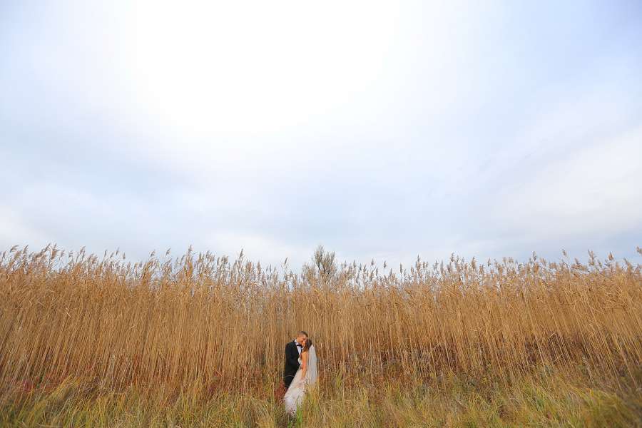 hierba, rural, alto, novia, novio, beso