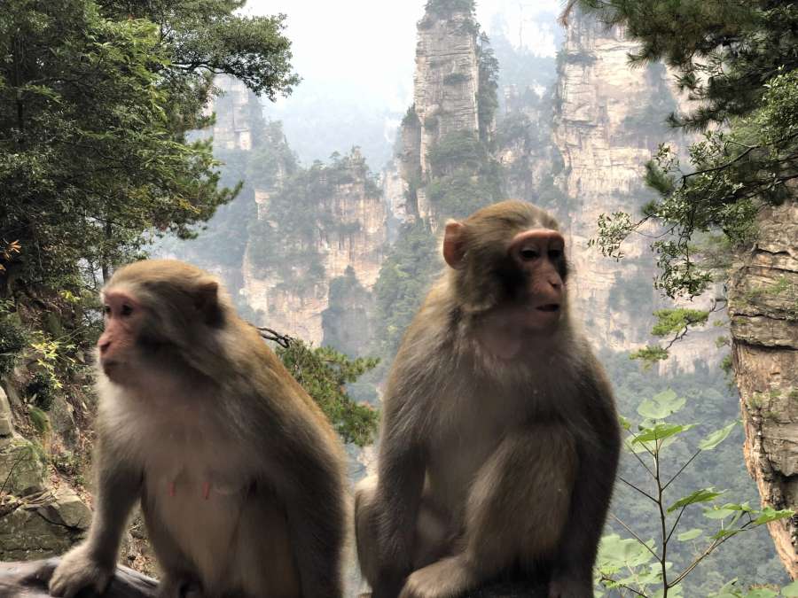 wildlife, wild, primate, macaque, monkey 