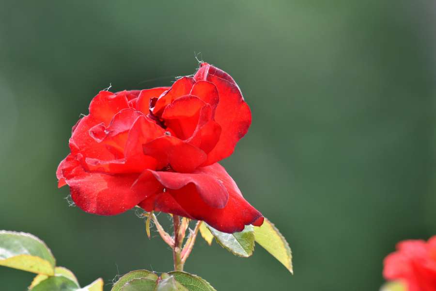 beautiful flowers, red, rose, flower, ?nature? 