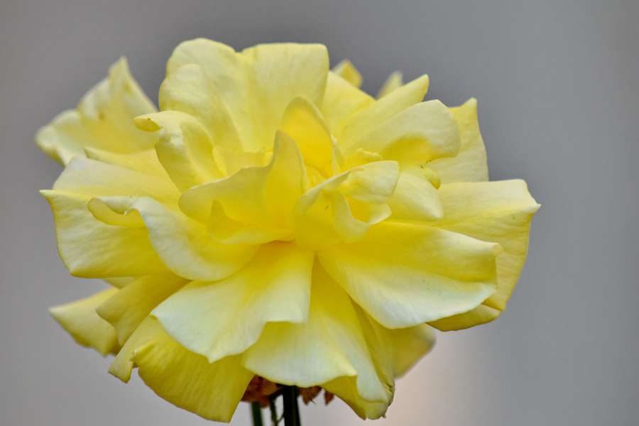 petals, horticulture, rose, yellowish 