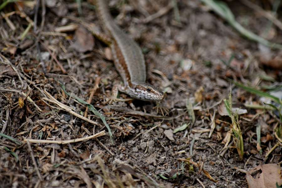 lizard, reptile, ?nature?, ground, wood 