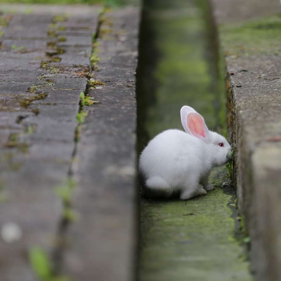 rabbit, pet, albino, rodent, bunny, animal 
