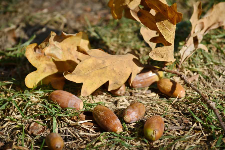 bellota, temporada de otoño, rama, hierba, hoja