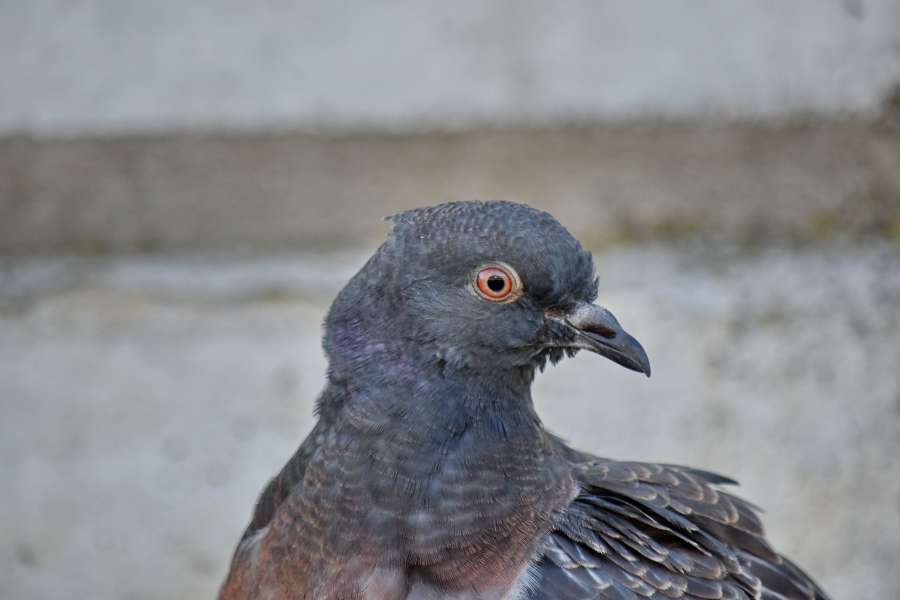 head, pigeon, side view, wild, bird 