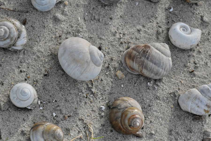 concha, caracol, orilla del mar, playa, mariscos