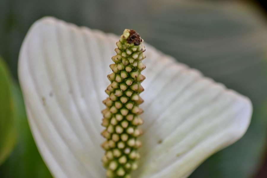 brazil, exotic, pistil, tropical, white 