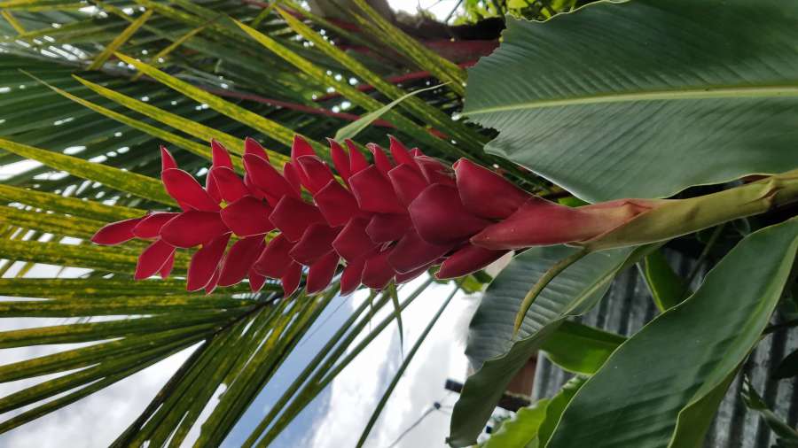 flower, jungle, rainforest, tropical, plant 