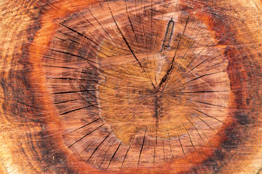madera, tronco, arbol, mitad, textura, fondo, naturaleza