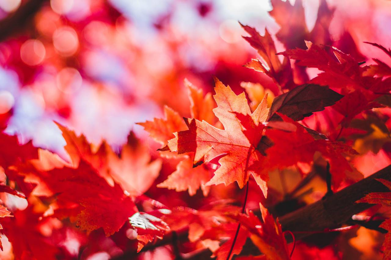 hoja de otoño;arce;árbol,hoja,otoño,naturaleza,amarillo,temporada,multicolor,al aire libre,color vibrante,fondos,primer plano,árbol,bosque,octubre,planta,árbol de arce,colores,belleza en la naturaleza,brillante, color naranja,rama,