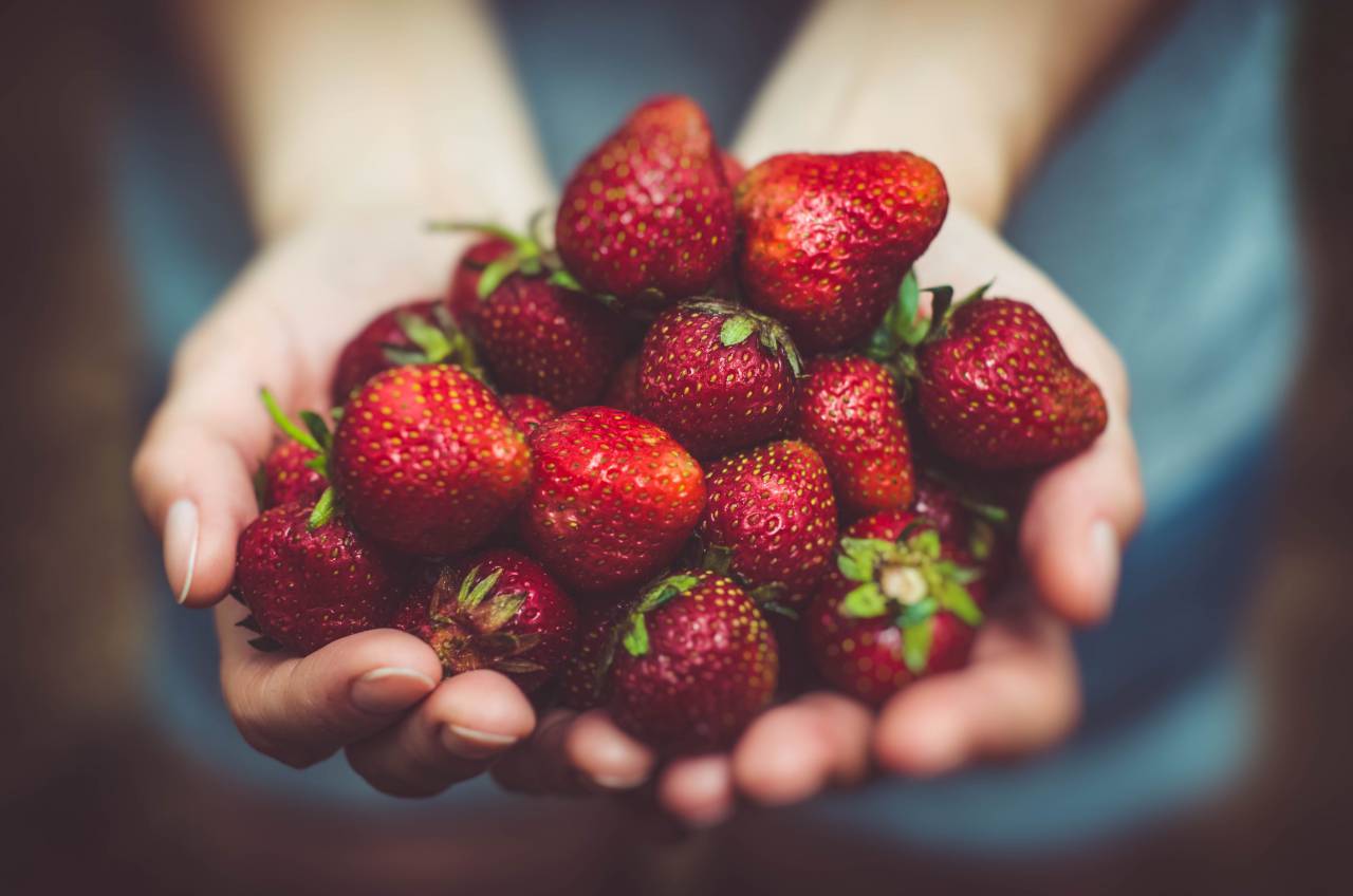 woman;holding;Strawberries,fruit,strawberry,freshness,close-up,food,healthy eating,organic,ripe,berry fruit,nature,summer,human hand,sweet food,dessert,refreshment,holding,leaf,gourmet,women,adult,eating,one person,caucasian ethnicity,lifestyles,hand,vegetarian food,green color, 