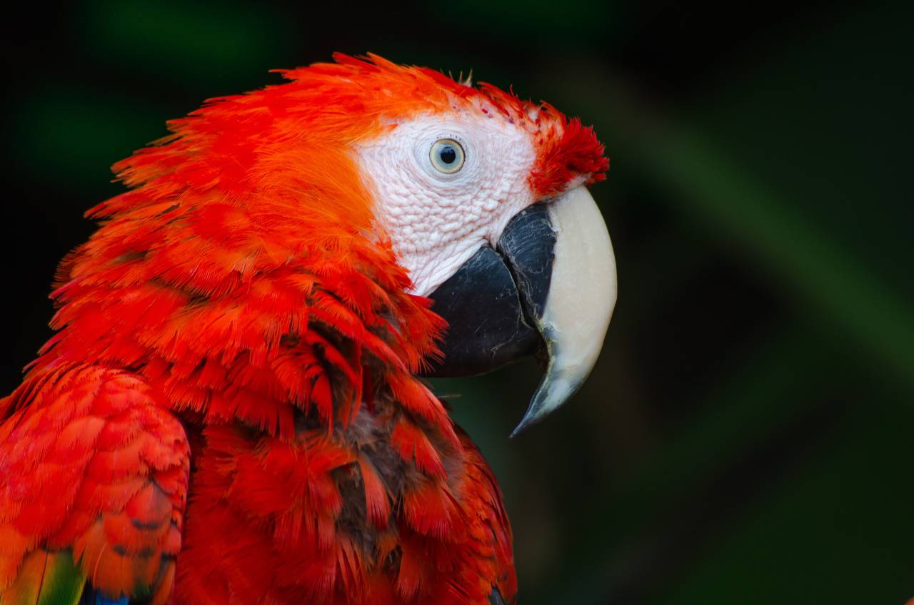 guacamayo,rojo,animal,pico,multicolor,pluma,naturaleza,guacamayo,mascotas,primer plano,clima tropical,amarillo,la belleza de la naturaleza,animales salvajes,azul,color vibrante,color verde,al aire libre,oro y azul guacamayo,cabeza de animal,lindo,ojo de animal,selva tropical,