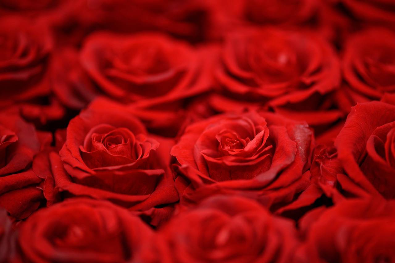rosas rojas;rosa;flores;fondo,pétalo,flor,romance,primer plano,naturaleza,frescura,fondos,ramo,cabeza de flor,amor,regalo,planta,belleza en la naturaleza,hoja,boda,flor,día,patrón, decoración,
