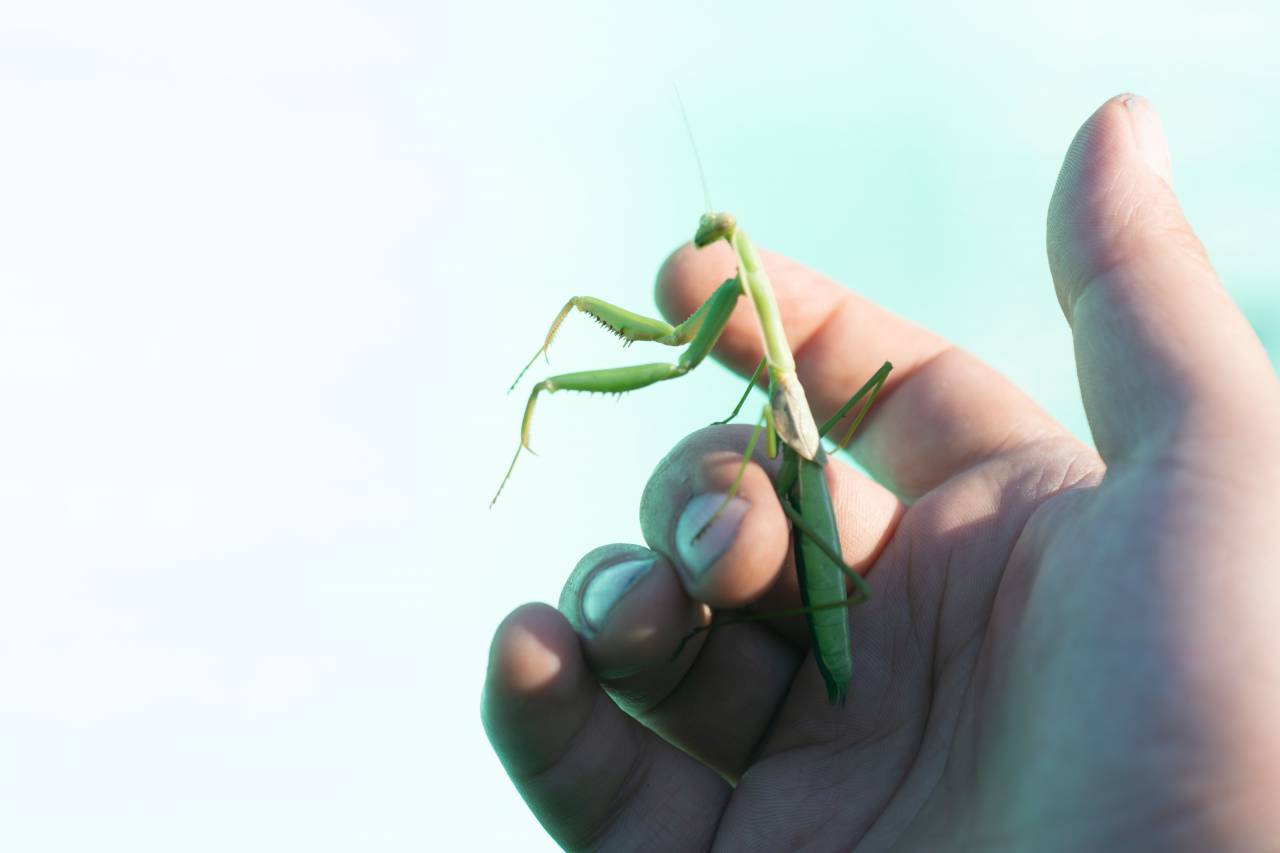 Praying Mantis, Insect, Garden, Wildlife, Nature, Close-up, Macro, Camouflage, Predator, Prey, Arthropod, Green, Wildlife photography, Flora, Fauna, Summer, Crawling, Waiting, Hunting, Natural habitat, Wildlife conservation, Animal behavior, Insect photography, Macro photography, Natural world, Garden insects, Small animal, Beautiful, Exotic, Outdoor photography, 