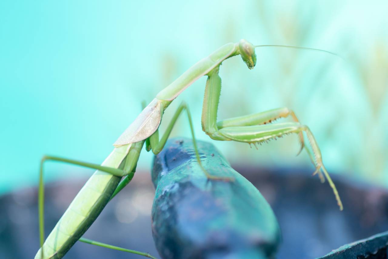 image-of-a-praying-mantis-in-garden-free-photo-100036841