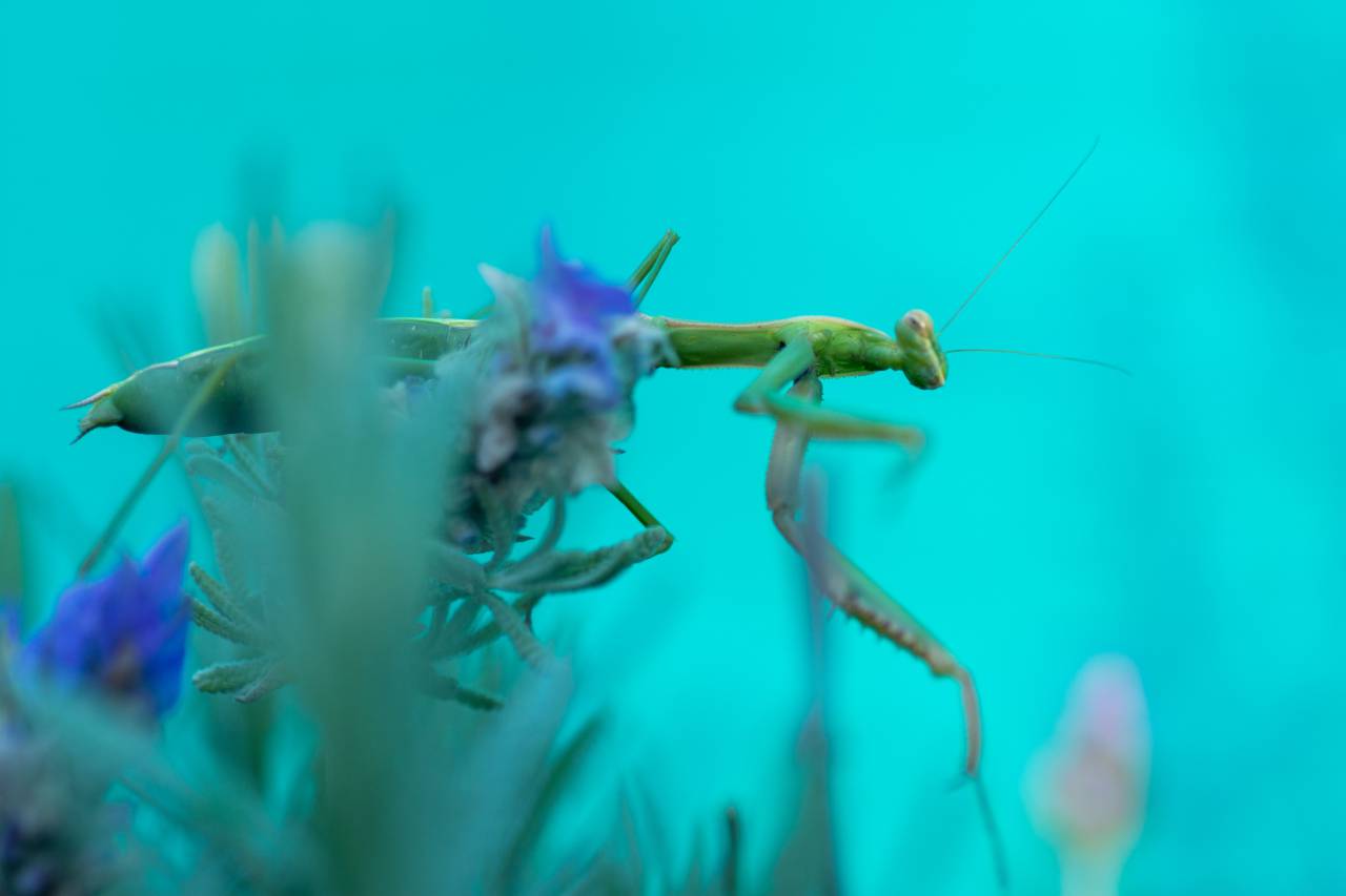Praying Mantis, Insect, Garden, Wildlife, Nature, Close-up, Macro, Camouflage, Predator, Prey, Arthropod, Green, Wildlife photography, Flora, Fauna, Summer, Crawling, Waiting, Hunting, Natural habitat, Wildlife conservation, Animal behavior, Insect photography, Macro photography, Natural world, Garden insects, Small animal, Beautiful, Exotic, Outdoor photography, 