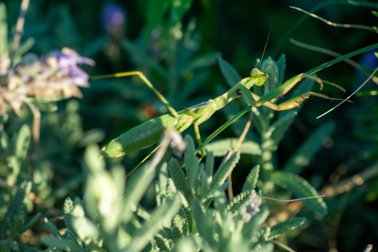 Praying Mantis, Insect, Garden, Wildlife, Nature, Close-up, Macro, Camouflage, Predator, Prey, Arthropod, Green, Wildlife photography, Flora, Fauna, Summer, Crawling, Waiting, Hunting, Natural habitat, Wildlife conservation, Animal behavior, Insect photography, Macro photography, Natural world, Garden insects, Small animal, Beautiful, Exotic, Outdoor photography, 