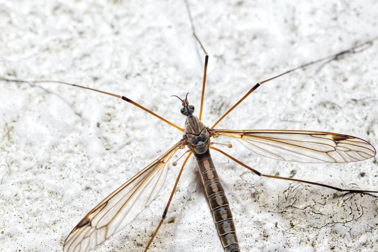 Mosquito;dengue,insecto,animal,close-up,la naturaleza,macro,animal ala,fragilidad,