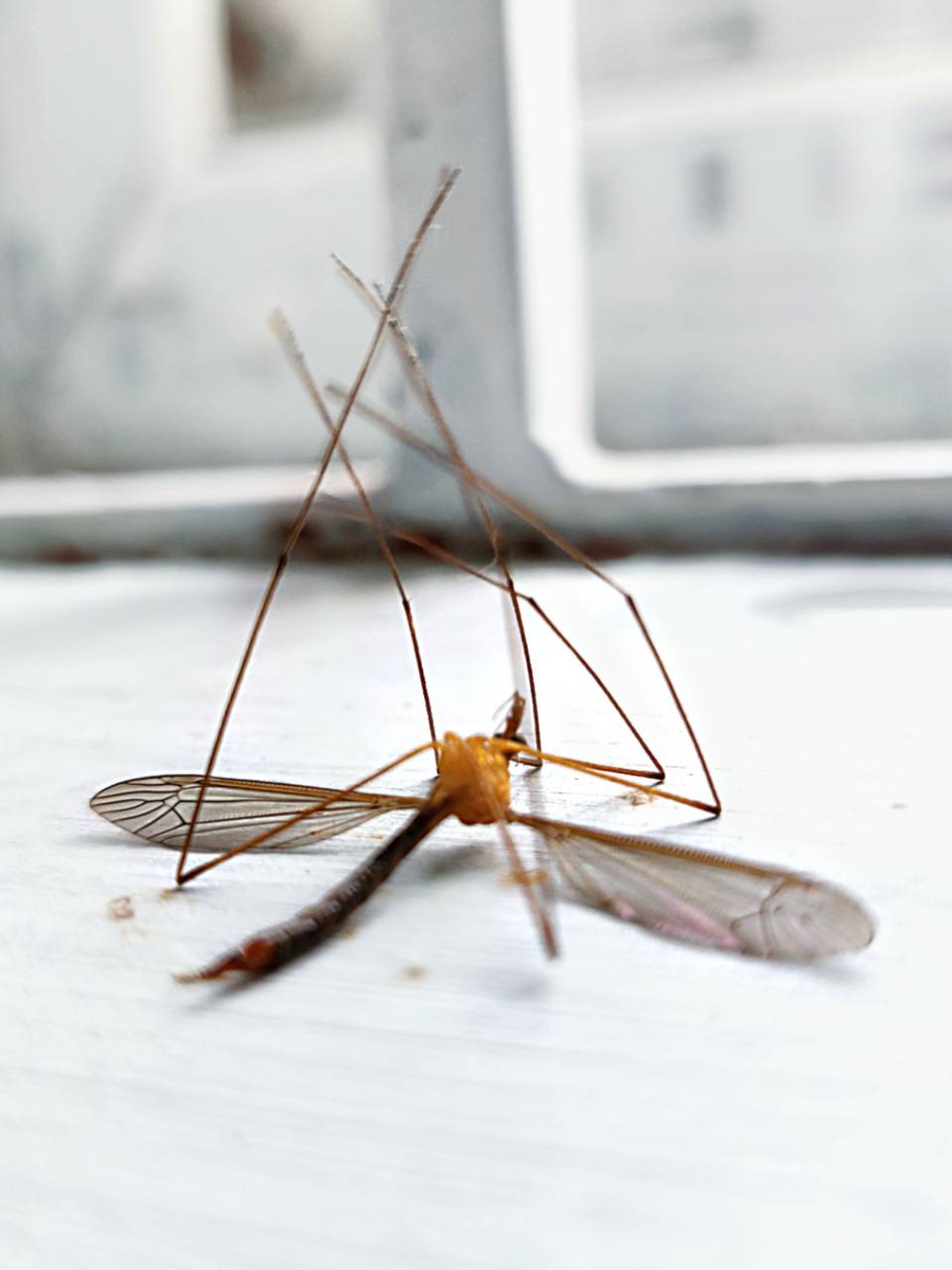 Mosquito;dengue;muerto,close-up,insecto,animal,naturaleza,macro,animal ala,