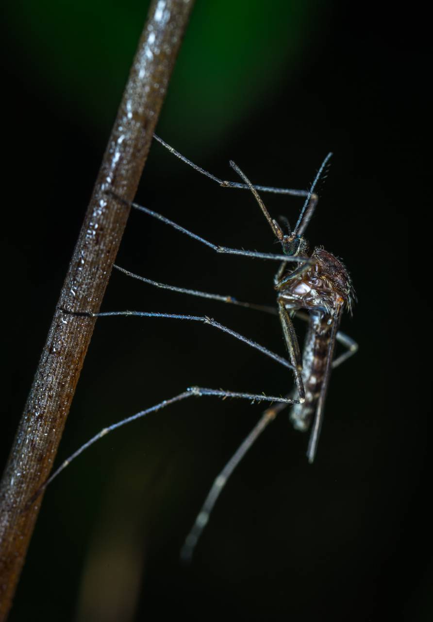 Mosquito;dengue,close-up,naturaleza,insecto,macro,animal,spider,animales salvajes,al aire libre,artrópodos,invertebrados,